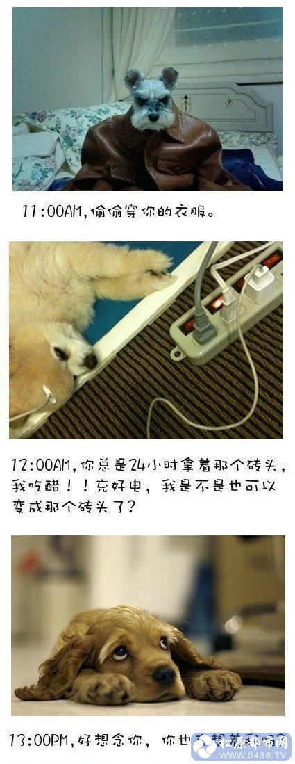 狗狗2.jpg