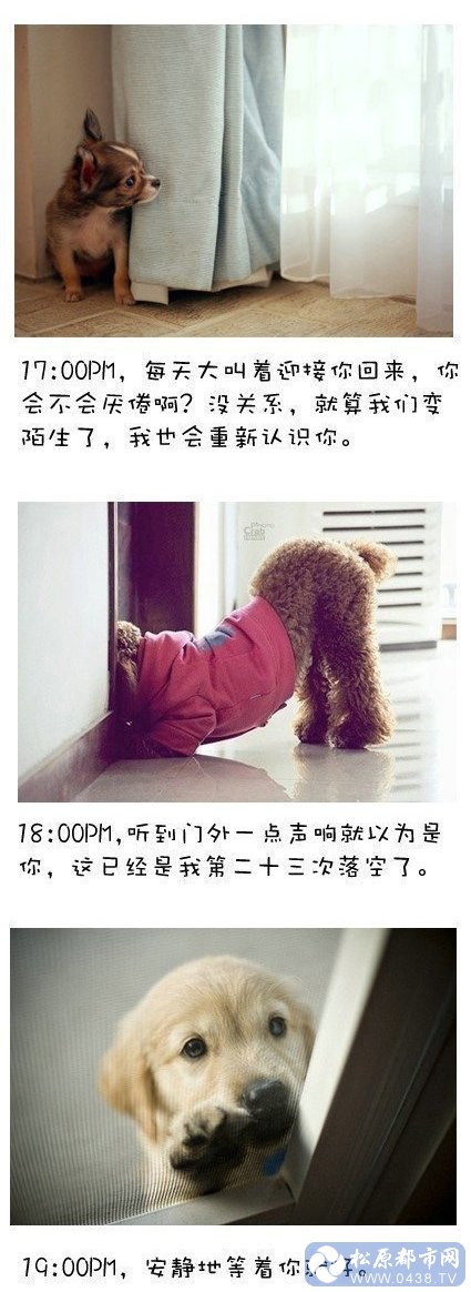 狗狗4.jpg