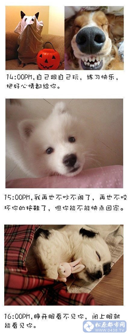 狗狗3.jpg