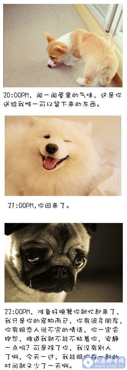 狗狗5.jpg