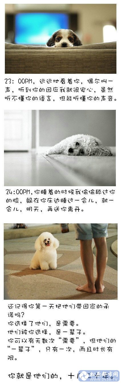 狗狗6.jpg